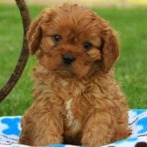 Meet your Posher, Mel